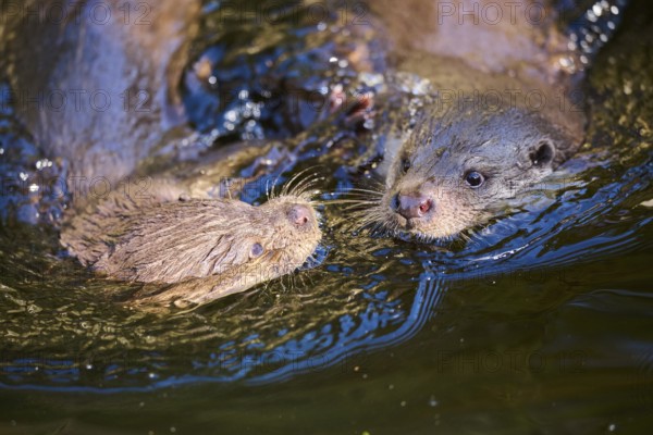Eurasian otter (Lutra lutra) swimming in a lake in the bavarian forest, Bavaria, Germany, Europe