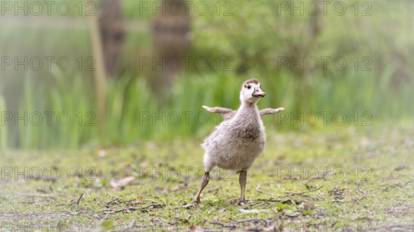 Nile goose chick (Alopochen aegyptiaca) standing, stretching its not yet developed wings, frontal
