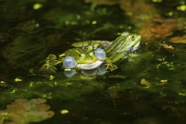 Edible frog (Pelophylax esculentus) in a little lake in the water, Bavaria, Germany, Europe