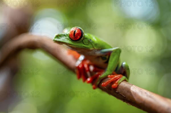 Red-eyed tree frog (Agalychnis callidryas), sitting on a branch, Heredia province, Costa Rica,