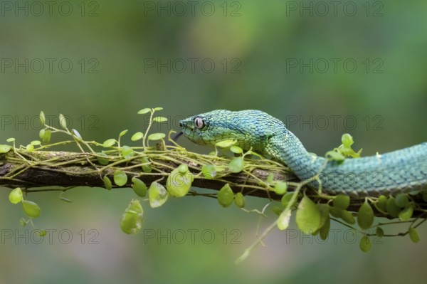 Bothriechis lateralis (Bothriechis lateralis), sitting on a branch, Heredia province, Costa Rica,