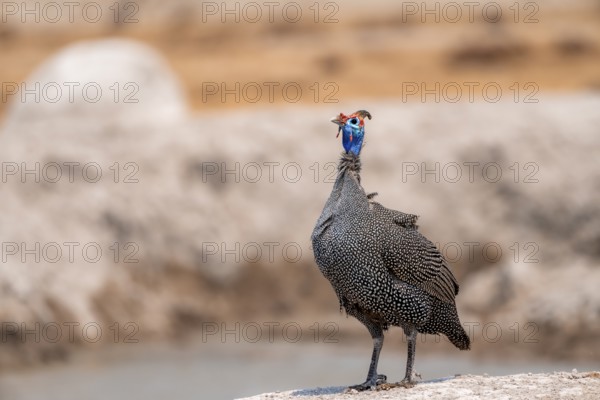 Helmeted guinea fowl (Numida meleagris), guinea fowl at the waterhole, Nxai Pan National Park,