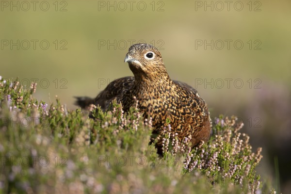Red grouse (Lagopus lagopus scotica) adult bird in flowering moorland Heather plants in summer,