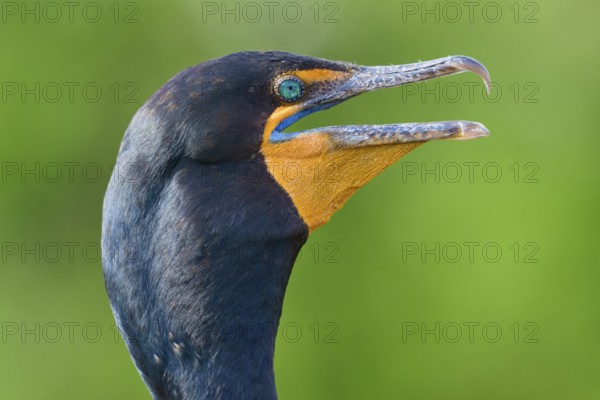 Double-crested cormorant (Phalacrocorax auritus), portrait, in spring, Wakodahatchee Wetlands,
