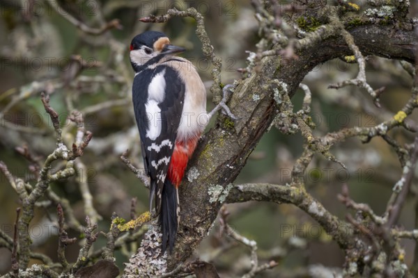 Attentive great spotted woodpecker (Dendrocopos major) on an old pear tree with moss-covered