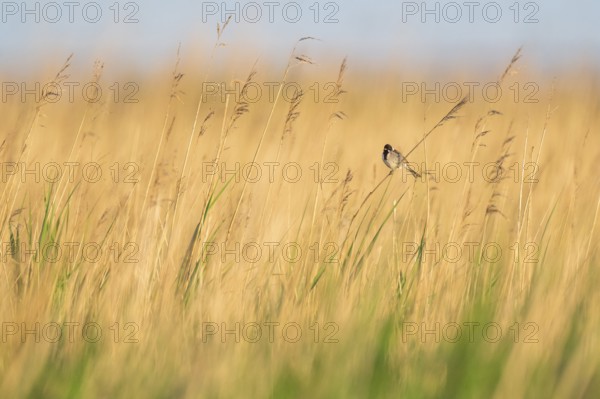 Reed bunting (Emberiza schoeniclus), male sitting on a reed, animal portrait, Bagges Dæmning,