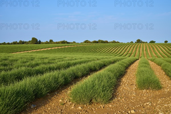 Extensive lavender field (Lavandula), blue sky and trees in the background, summer, Valensole,