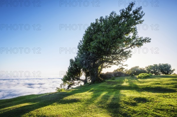 Centuries-old til trees in fantastic magical idyllic Fanal Laurisilva forest on sunrise. Madeira
