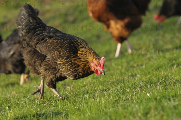 Black and brown hen looking for food on green grass, domestic fowl (Gallus gallus domesticus),