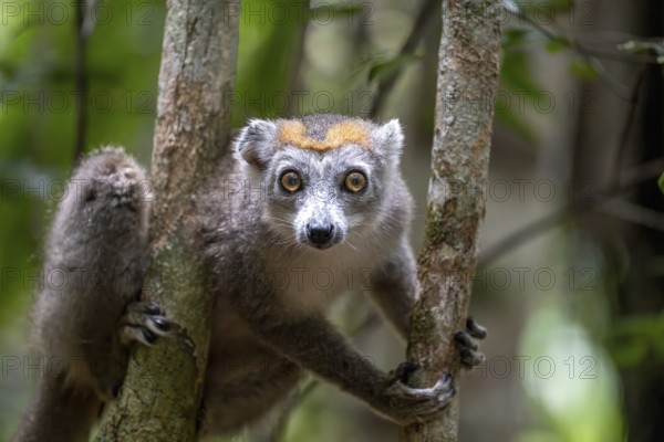 Crowned lemur (Eulemur coronatus), Le Palmarium reserve, Ambinaninony, Atsinanana, Madagascar,