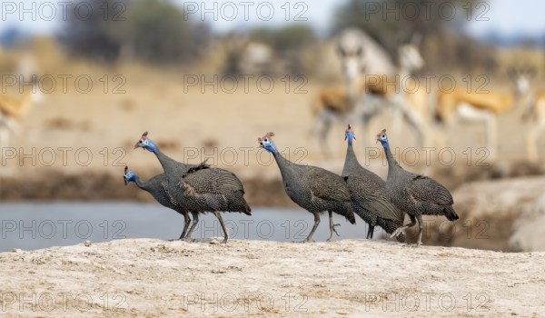 Helmeted guinea fowl (Numida meleagris), group at the waterhole, Nxai Pan National Park, Botswana,