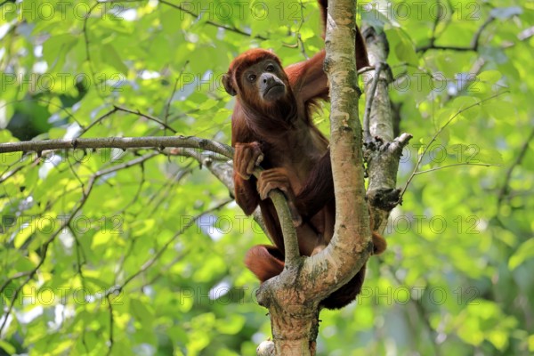 Brown howler (Alouatta guariba), adult, on tree, alert, South America