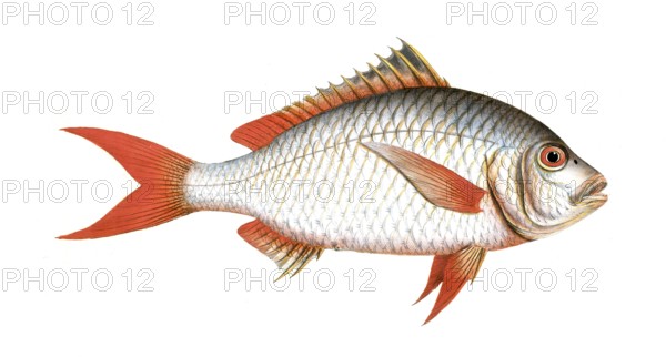 Fish, Fish, Seabream family, Sparus erythrourus, Red seabream, Redtail, Dorade rose, Common