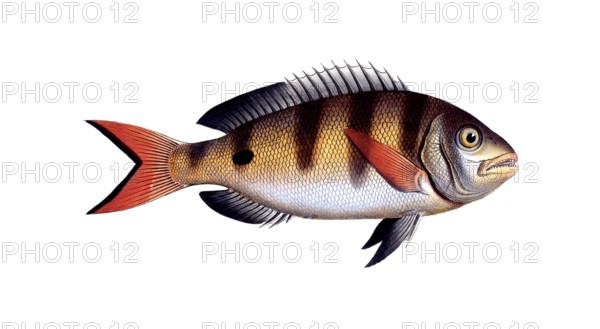 Fish, Fish, Sea bream family, Sparus annularis, Historical, digitally restored reproduction from a
