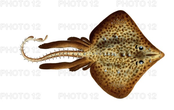 Fish, Fish, Family Skate (fish), Raja Rubus, Historical, digitally restored reproduction from a