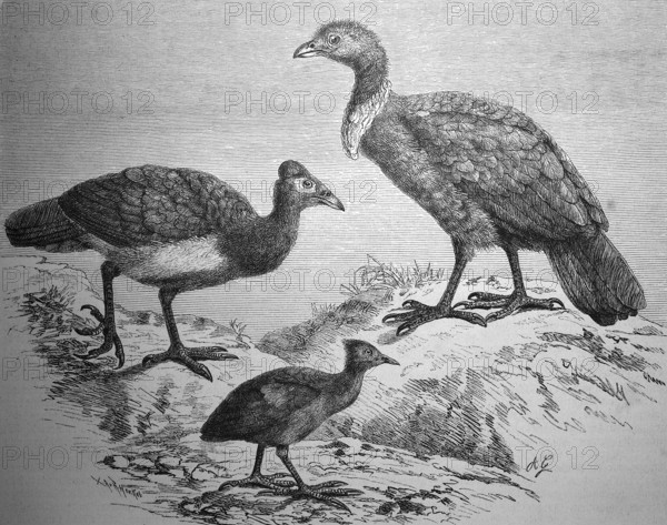 Large-footed chickens, Sharp-tailed grouse, Megacephalon maleo, Megapodius fraicineti, Talegalla