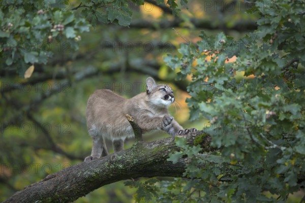 One young cougar, Puma concolor, standing and stretching himself on a big branch high up in an oak