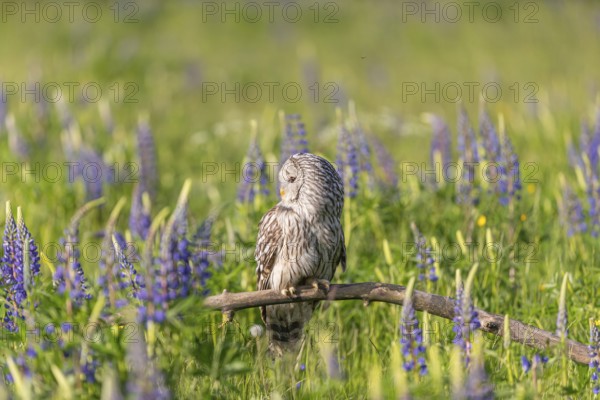 One Ural owl (Strix uralensis) sitting on a branch lying in a field of flowering lupines in late