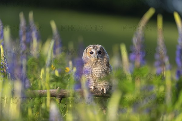 One young Ural owl (Strix uralensis) sitting on a branch lying in a field of flowering lupines in