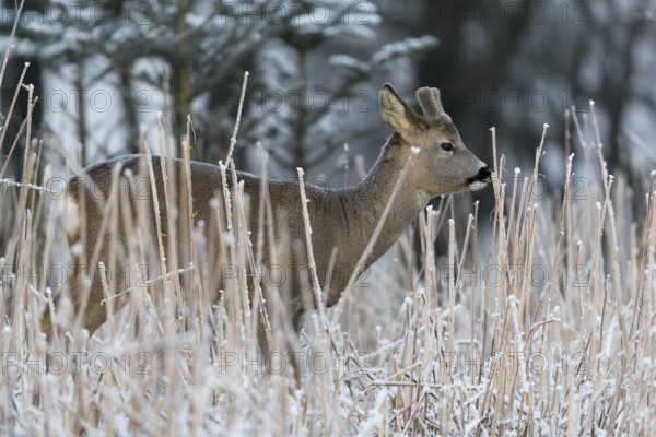 Roe deer standing in hoar frosted dead stinging nettle at minus 15 °C at sunrise. Licking off the
