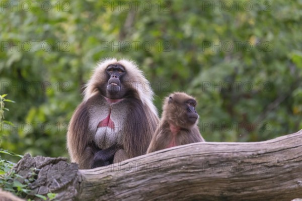 One adult male and one adult female Gelada (Theropithecus gelada), or bleeding-heart monkey,