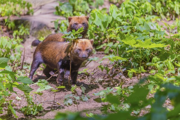 Two Bush dogs (Speothos venaticus) walking thru lush green vegetation on hilly ground in a forest.