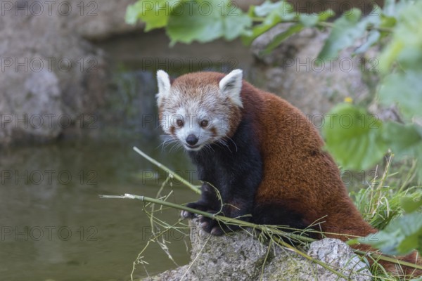 One red panda, Ailurus fulgens, sitting riverside on a rock, framed by green leafs. Some bamboo