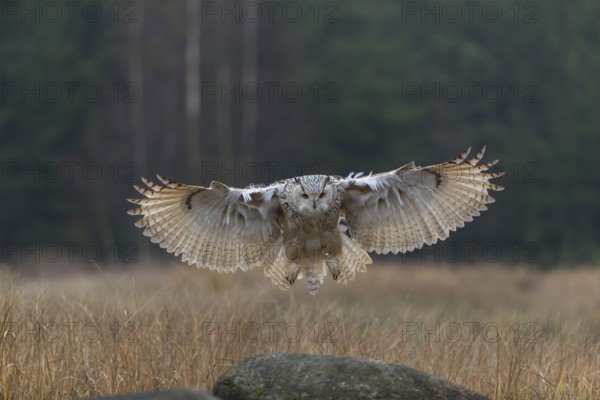One Siberian Eagle Owl (Bubo bubo sibiricus) landing on a rock between tall reed grass lakeshore on