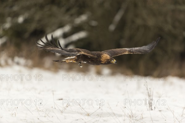 One golden eagle (Aquila chrysaetos) flying over a snowy meadow. A forest in the background.