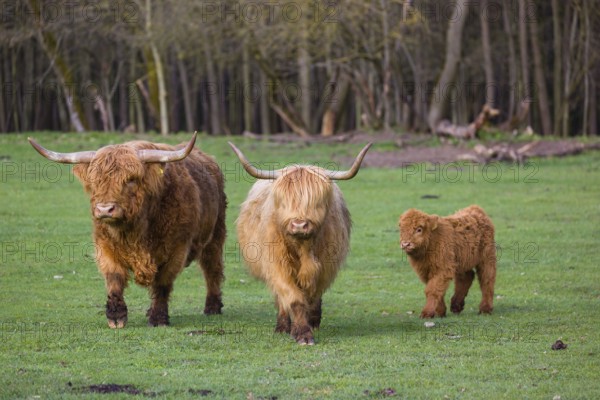 A family of Highlands (Bos (primigenius), a bull, a cow and a calf stand on a pasture at a forest
