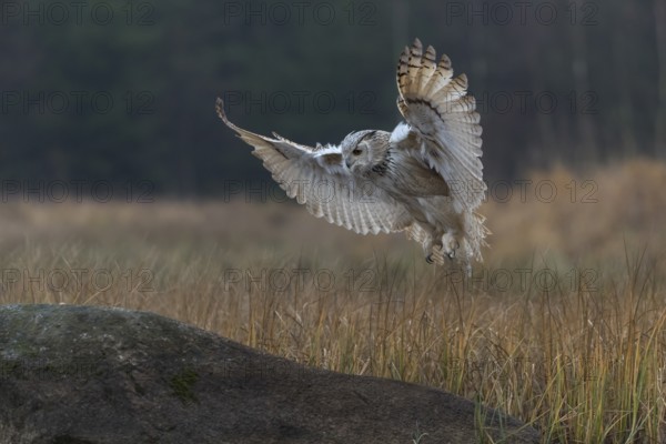 One Siberian Eagle Owl (Bubo bubo sibiricus) landing on a rock between tall reed grass lakeshore on
