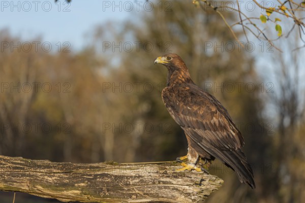One golden eagle (Aquila chrysaetos) sitting on a broken and rotting log with fall foliage in the