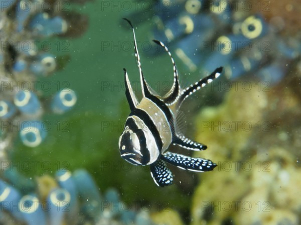 A stylish fish with long fins, Banggai cardinalfish (Pterapogon kauderni), swimming in the