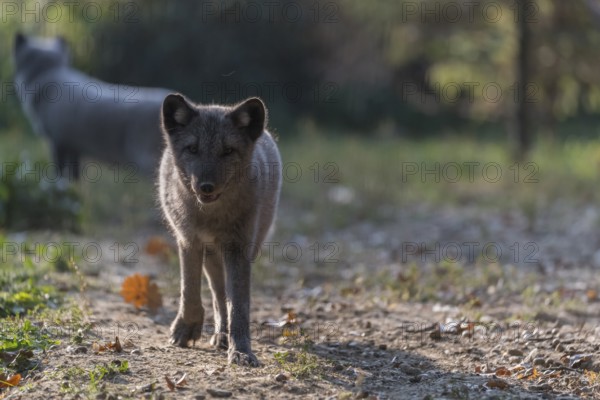One young arctic fox (Vulpes lagopus), (white fox, polar fox, or snow fox) running towards the
