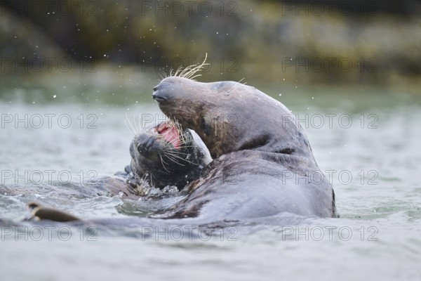 Grey seal (Halichoerus grypus) playing with each other in the water, sea, Düne, Helgoland,