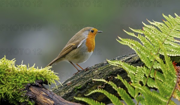 European robin (Erithacus rubecula) perched on tree stump looking for insects and other