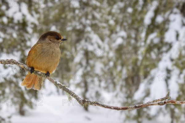 Siberian jay (Perisoreus infaustus, Corvus infaustus) perched in spruce tree in snow covered taiga