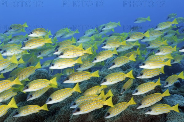Shoal of blue-striped snappers (Lutjanus kasmira) swimming densely over coral reef, Great Barrier