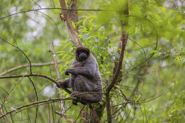 A common woolly monkey, brown woolly monkey, or Humboldt's woolly monkey (Lagothrix lagothricha)
