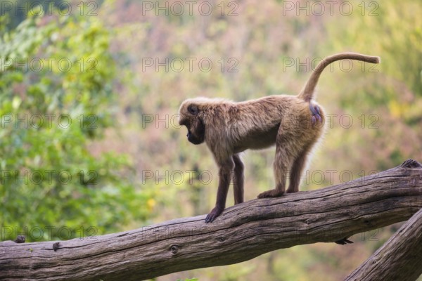 One female Gelada (Theropithecus gelada), or bleeding-heart monkey balancing on a log. A forest in