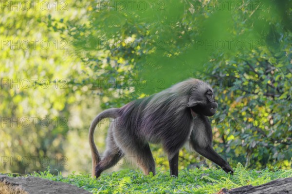An adult male gelada (Theropithecus gelada), or bloodheart monkey, runs across a green meadow. A