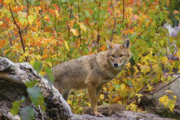 One golden jackal (Canis aureus) stands on a fallen tree trunk. Behind him is a tree in intense