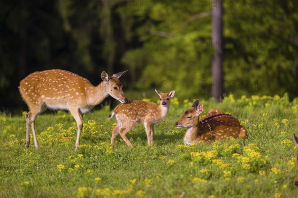 One female Manchurian sika deer or Dybowski's sika deer (Cervus nippon mantchuricus or Cervus