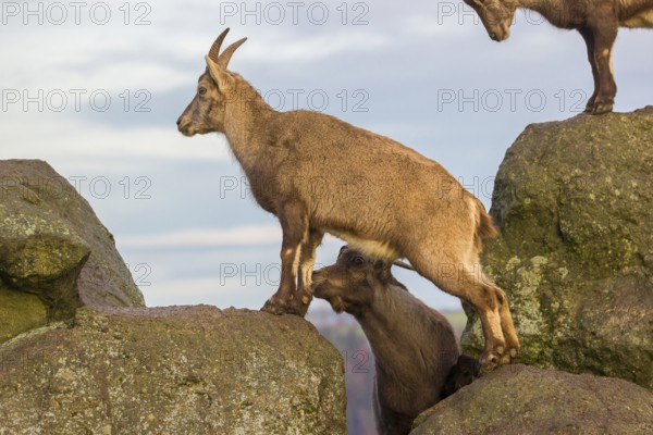 Two ibex (Capra ibex), a male and a female, stand on a rock. The male shows some flehming and