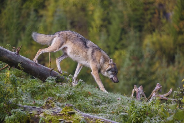 A Eurasian gray wolf (Canis lupus lupus) runs down a hill on a lying tree trunk. Early morning
