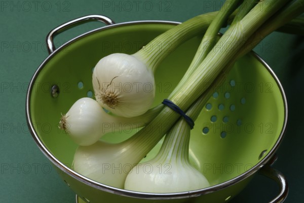 Onion, spring onions in sieve pot