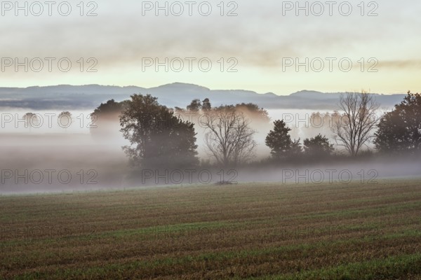 Meadows and trees in the early morning mist, Reuss valley, Aristau, Freiamt, Canton Aargau,