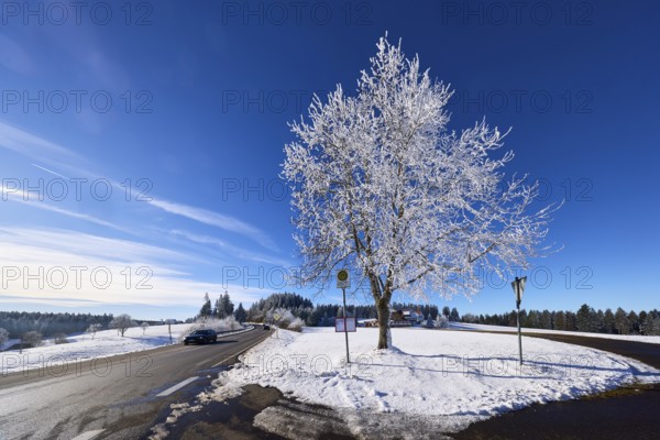 Winter landscape with federal road B500, bus stop Gasth. Kreuz and free-standing snow-covered tree,