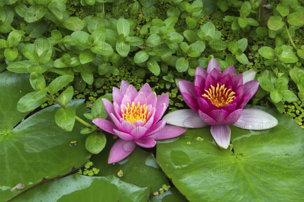 Red and pink water lilies (Nymphaea) on green leaves in a pond, duckweed, pink, Baden-Württemberg,