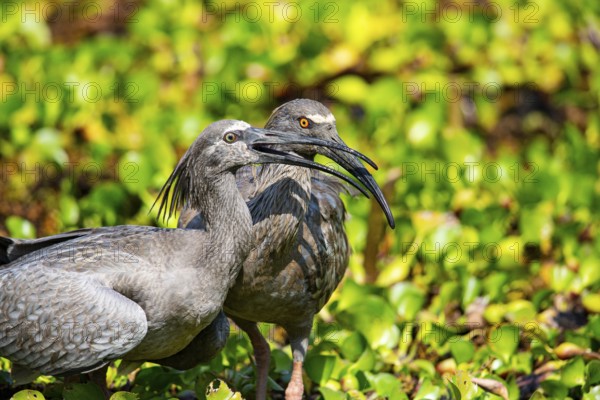 Plumbeous ibis (Harpiprion caerulescens) Pantanal Brazil